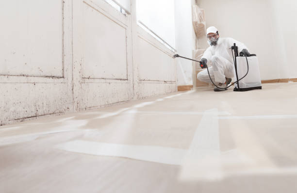 Black mold remediation team in Waconia